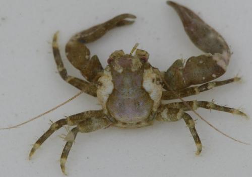 Pisidia longicornis